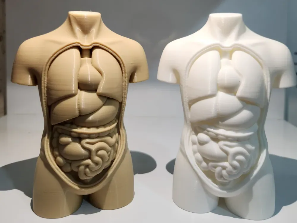 Anatomía del torso humano, vista 1