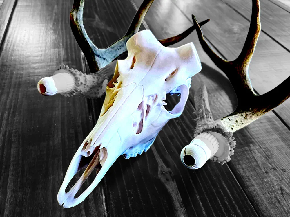 Venado cola blanca XL - Cráneo de asta de ancla de bala, vista 1