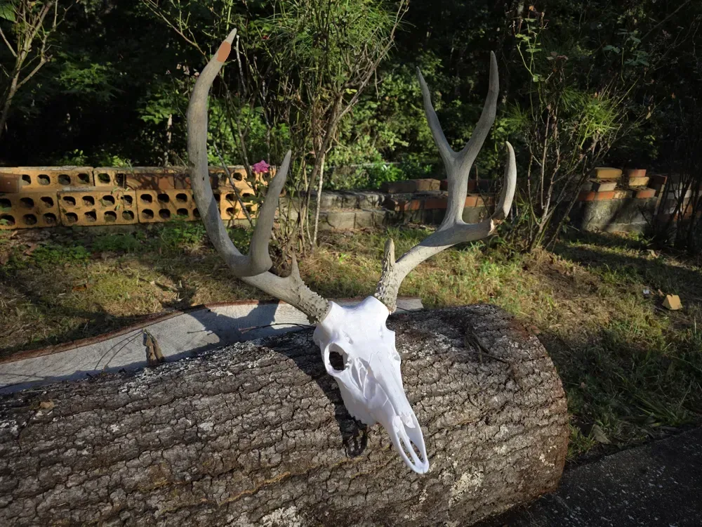 Venado cola blanca XL - Cráneo de asta de ancla de bala, vista 2