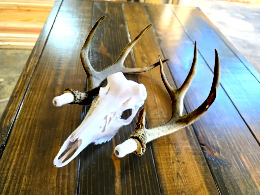 Venado cola blanca XL - Cráneo de asta de ancla de bala, vista 3