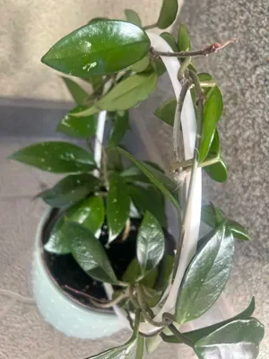 Soporte para plantas redondo para impresión 3D, vista 3