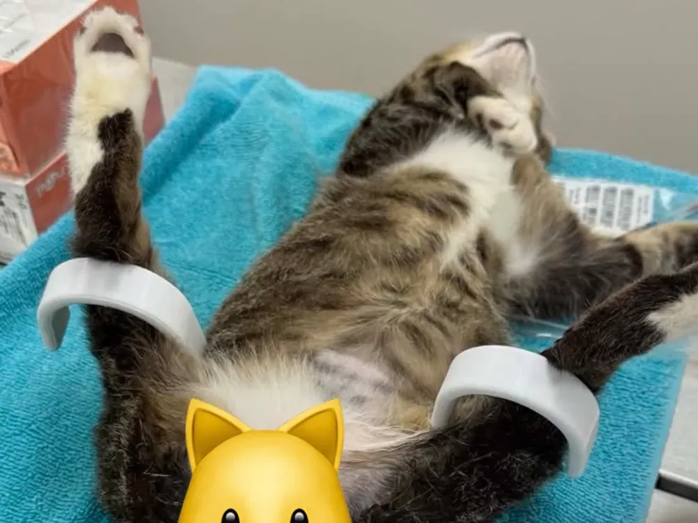 Cuna para gatos - Feline Positioner 2.0 (Reg y Lrg), vista 1
