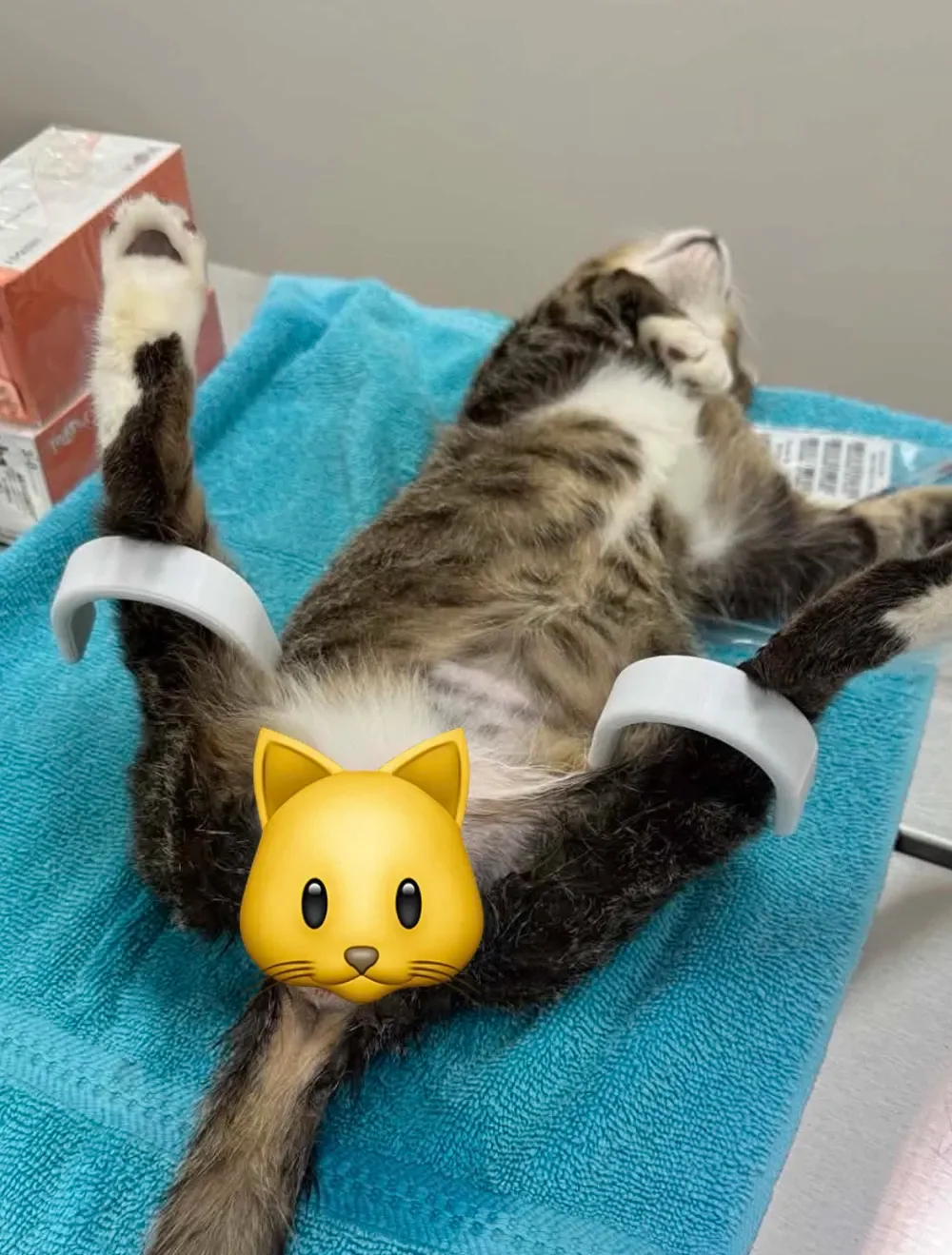 Cuna para gatos - Feline Positioner 2.0 (Reg y Lrg), vista 2
