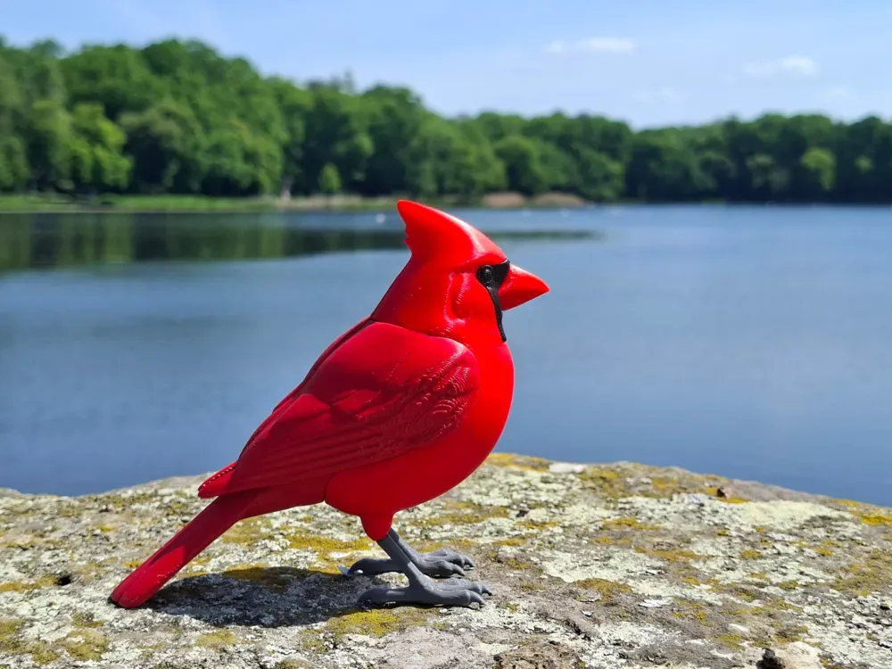Pájaro cardenal norteño realista de tamaño natural, vista 1