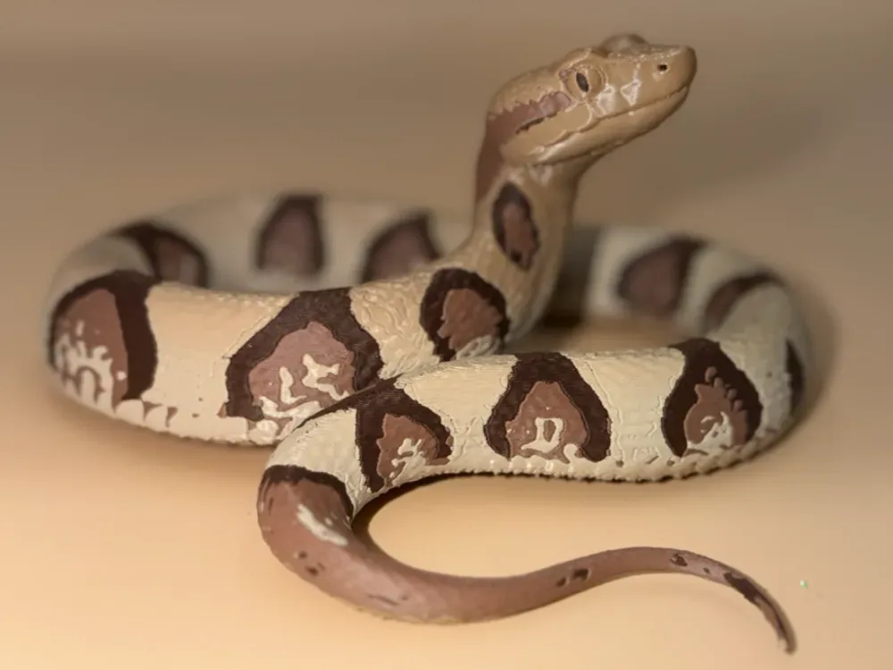 Serpiente cabeza de cobre, vista 1