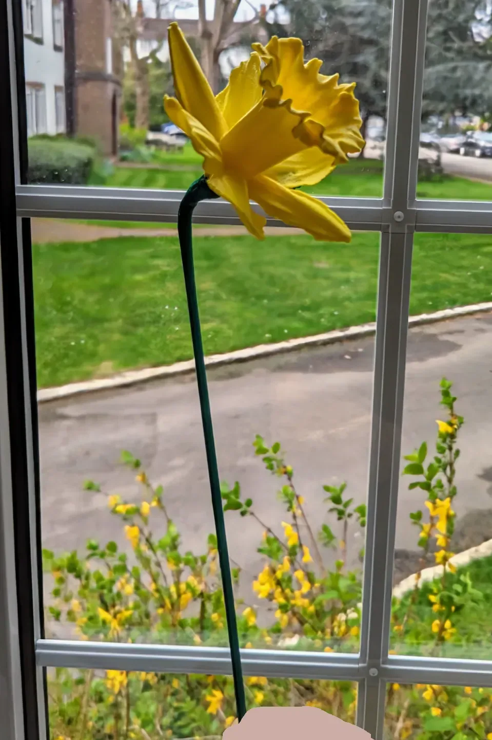 Tallo de flor de narciso (flor real escaneada en 3D), vista 3