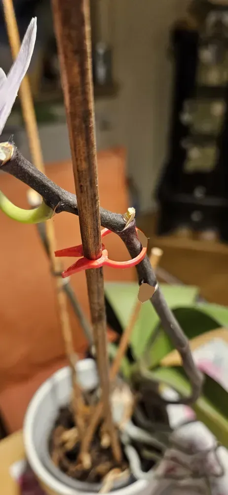 PflanzenClip · Clip para plantas para impresión 3D, vista 3