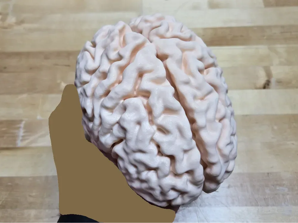 Cerebro humano a escala completa a partir de resonancia magnética (mi propio cerebro), vista 1