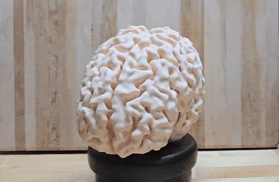 Cerebro humano a escala completa a partir de resonancia magnética (mi propio cerebro), vista 2